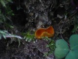 Caloscypha fulgens image