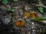 Caloscypha fulgens image