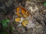 Caloscypha fulgens image