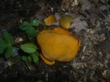 Caloscypha fulgens image