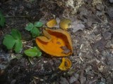 Caloscypha fulgens image