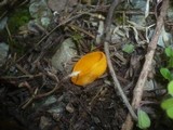 Caloscypha fulgens image