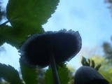 Coprinellus domesticus image