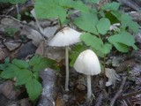 Coprinellus domesticus image