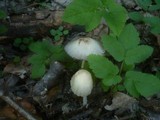 Coprinellus domesticus image