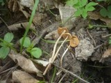 Conocybe ochrostriata image