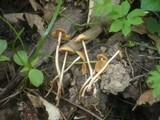 Conocybe ochrostriata image