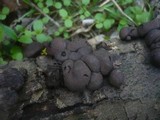 Daldinia childiae image