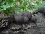 Daldinia childiae image