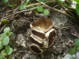 Disciotis venosa image