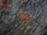 Hypoxylon ticinense image