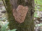 Hypoxylon ticinense image