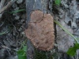 Hypoxylon ticinense image