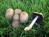 Coprinopsis romagnesiana image