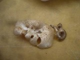 Lentinus tigrinus image
