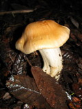 Cuphophyllus pratensis image