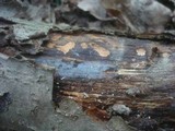 Myxarium subhyalinum image