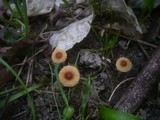 Conocybe vestita image