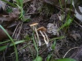 Conocybe vestita image