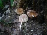 Pluteus phlebophorus image