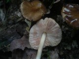 Pluteus phlebophorus image