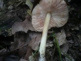 Pluteus phlebophorus image