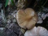 Pluteus phlebophorus image