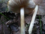 Pluteus phlebophorus image