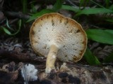 Polyporus ciliatus image