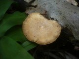 Polyporus ciliatus image