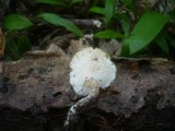 Polyporus ciliatus image