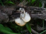 Polyporus ciliatus image