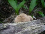 Polyporus ciliatus image