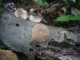 Polyporus ciliatus image