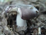 Russula cyanoxantha image