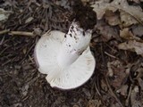 Russula cyanoxantha image