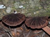 Hexagonia hydnoides image
