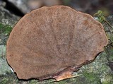Hexagonia hydnoides image