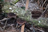 Hexagonia hydnoides image