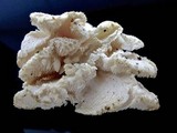 Hericium cirrhatum image