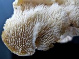 Hericium cirrhatum image