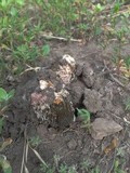 Phallus hadriani image