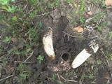 Phallus hadriani image