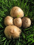 Coprinopsis romagnesiana image