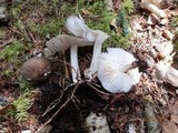 Megacollybia rodmanii f. murina image