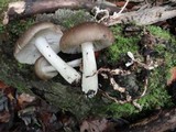 Megacollybia rodmani image