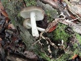 Megacollybia rodmani image