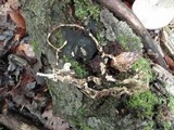 Megacollybia rodmani image