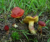 Boletus rubellus image