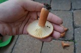 Lactarius hygrophoroides image